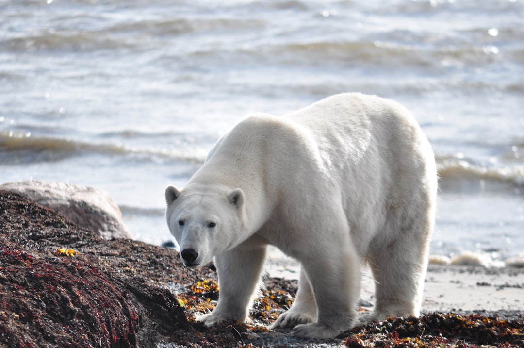 Photo Polar bear