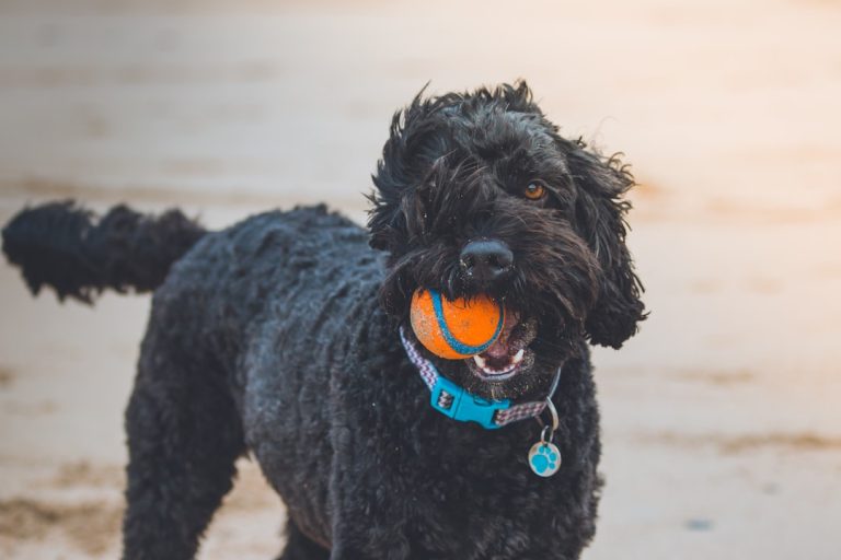 Photo Dog licking